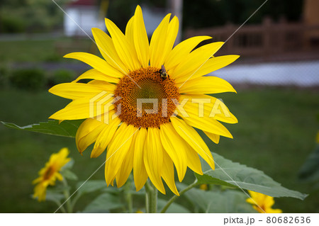 beautiful yellow flower big sunflower with bee 80682636