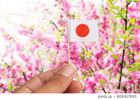 Small japan flag in hand on pink flowers background Small japan flag in hand on pink flowers background 80682900