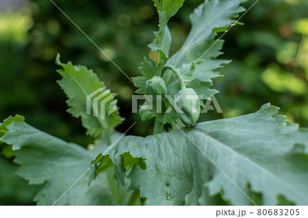 Buds of pink opium poppy in the garden. 80683205