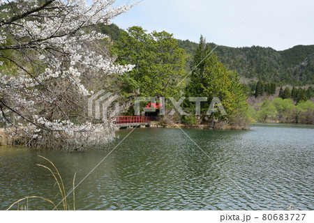 春の広恵寺桜 春の広恵寺桜 80683727