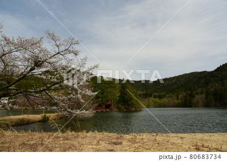 春の広恵寺桜 春の広恵寺桜 80683734