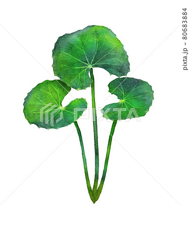 ツボクサの水彩画イラスト 80683884