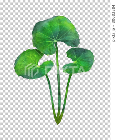 ツボクサの水彩画イラスト 80683884