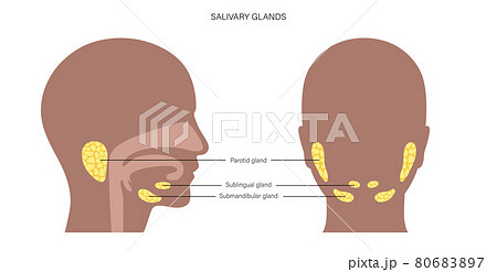 Salivary gland concept Salivary gland concept 80683897