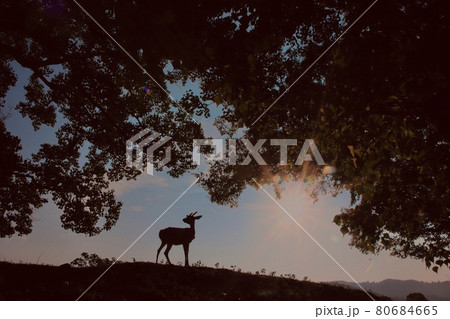 奈良の鹿 80684665