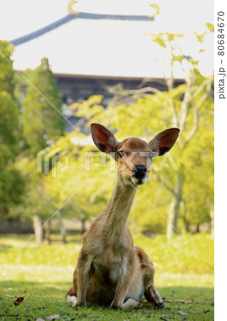 奈良の鹿 80684670