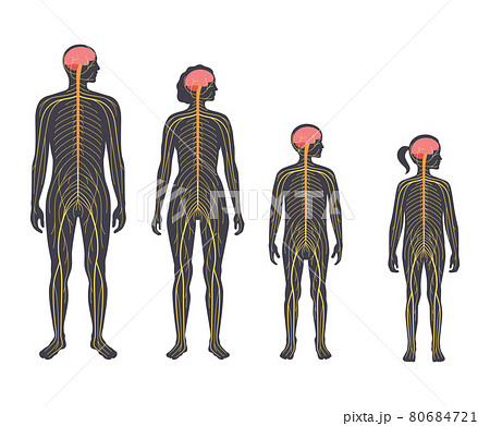 Human nervous system 80684721