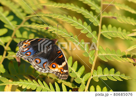 アオタテハモドキ 80685076