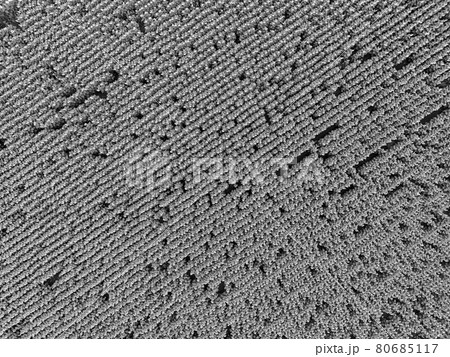 Sunflower cultivation, Aerial view, in pampas region, Argentina 80685117