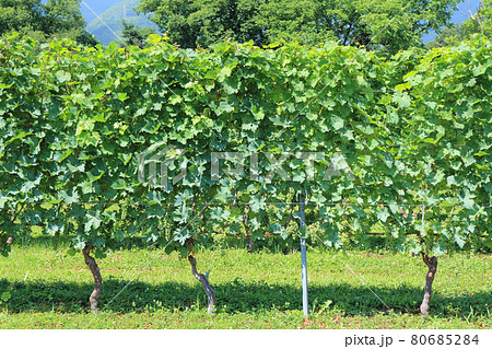 ワイナリーのブドウ畑　安曇野の夏 80685284