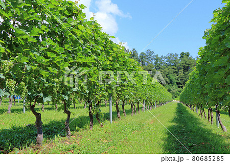 ワイナリーのブドウ畑　安曇野の夏 80685285