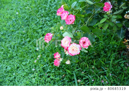 バラの花 バラの花 80685319