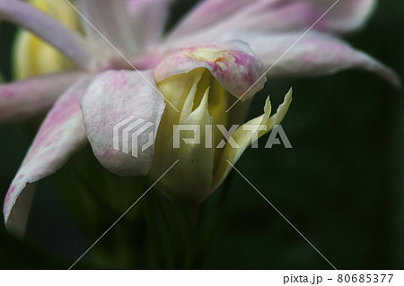 Macro side view of jasmine flowers in full bloom Macro side view of jasmine flowers in full bloom 80685377