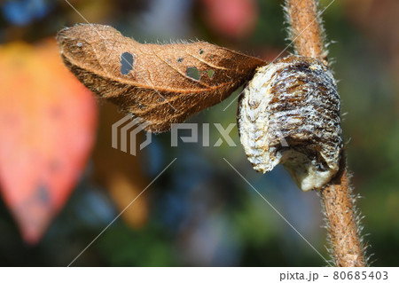 ハラビロカマキリの卵 80685403