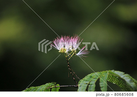 綺麗なネムノキのピンクの花 80685608