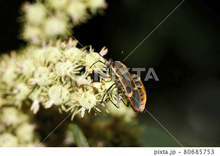 アカメガシワの花の上で交尾するオオホシカメムシ 80685753