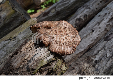 キノコの原木栽培 キノコの原木栽培 80685846