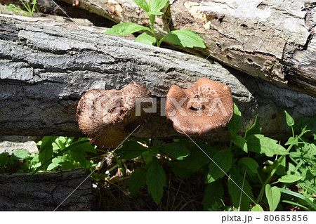キノコの原木栽培 キノコの原木栽培 80685856