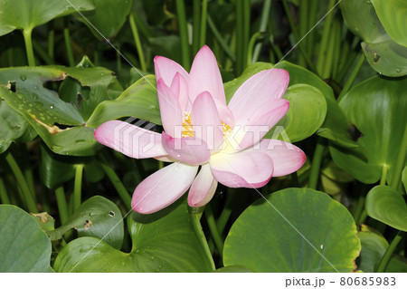 ハスの花 80685983