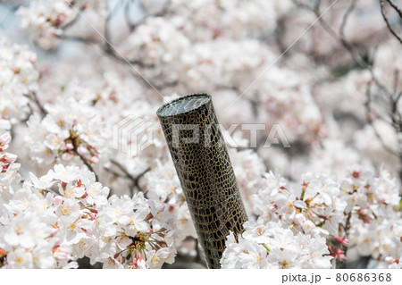 【卒業イメージ 満開の桜と卒業証書を入れる筒】 【卒業イメージ 満開の桜と卒業証書を入れる筒】 80686368
