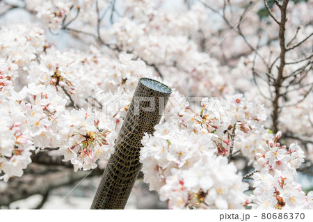 【卒業イメージ 満開の桜と卒業証書を入れる筒】 【卒業イメージ 満開の桜と卒業証書を入れる筒】 80686370