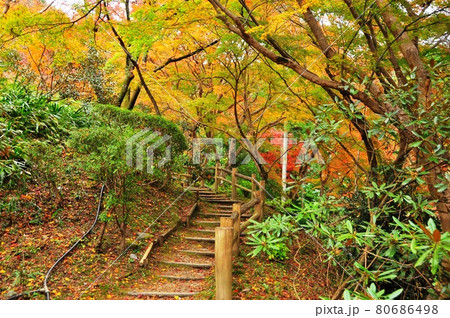奈良県明日香村 岡寺境内もみじのトンネルの紅葉の写真素材