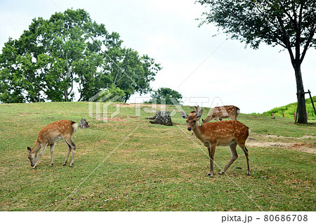 若草山山頂の鹿　【奈良県奈良市】 80686708