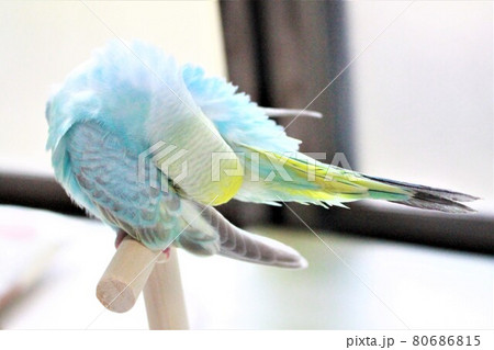 セキセイインコの毛づくろいの写真素材 [80686815] - PIXTA