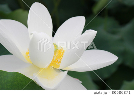 白い蓮の花のアップ 80686871