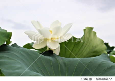 白い蓮の花が空に向かって咲いている 白い蓮の花が空に向かって咲いている 80686872