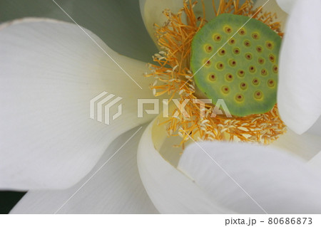 白い蓮の花のアップ 白い蓮の花のアップ 80686873