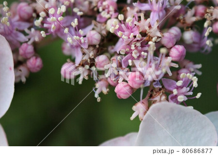 紫陽花の花のクローズアップ 紫陽花の花のクローズアップ 80686877