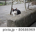 白黒の猫少し遠くから見つめてる写真 80686969