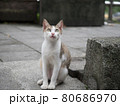 座って上を見る白と茶色の猫 80686970