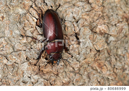 生き物 昆虫 ノコギリクワガタ、メスです。小さな大顎はオスより威力があり咬まれると飛び上がります 生き物 昆虫 ノコギリクワガタ、メスです。小さな大顎はオスより威力があり咬まれると飛び上がります 80686999
