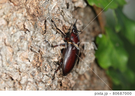 生き物　昆虫　ノコギリクワガタ、メスです。滑らかで平べったい体つきです 80687000