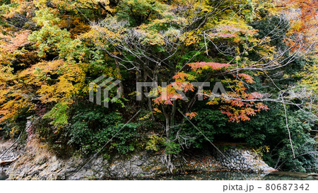 神之川の紅葉 80687342