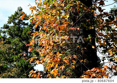 蔦漆の紅葉　【相模原市津久井　11月】 80687604
