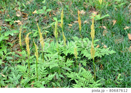 シチトウハナワラビ 【相模原市津久井 11月】 シチトウハナワラビ 【相模原市津久井 11月】 80687612