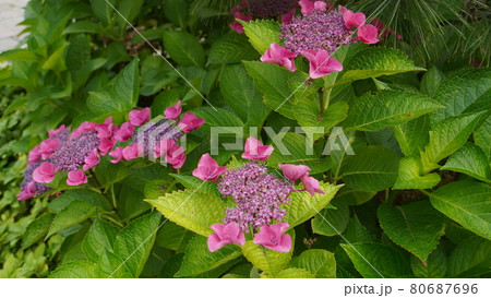 花 算数局 公園 80687696