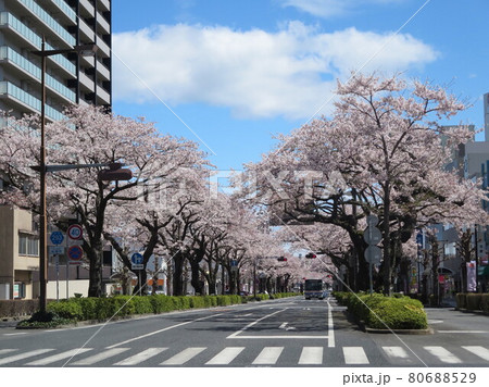 日立市 平和通りの桜 80688529