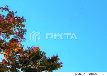 黄葉する紅葉と青空 黄葉する紅葉と青空 80689035