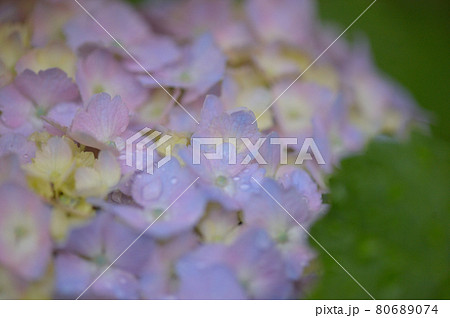 アジサイ　クローズアップ 80689074