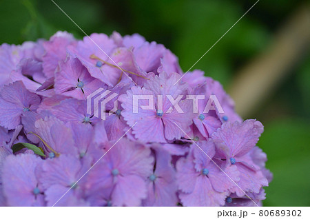 アジサイ　クローズアップ 80689302
