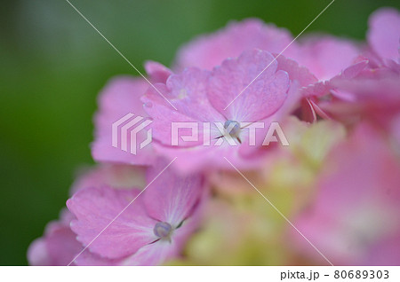 アジサイ　クローズアップ 80689303