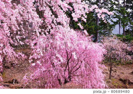 秘境、高見の郷に咲き誇る枝垂桜 秘境、高見の郷に咲き誇る枝垂桜 80689480
