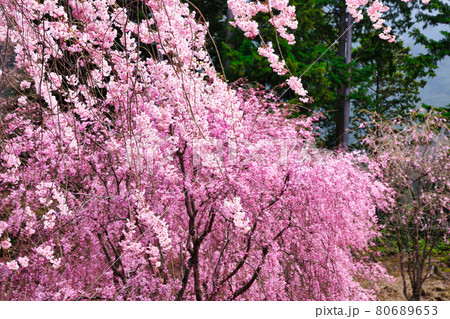 秘境、高見の郷に咲き誇る枝垂桜 秘境、高見の郷に咲き誇る枝垂桜 80689653