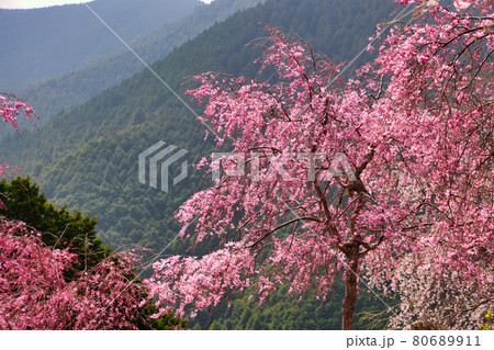 秘境、高見の郷に咲き誇る枝垂桜 80689911