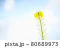 青空と菜の花 80689973