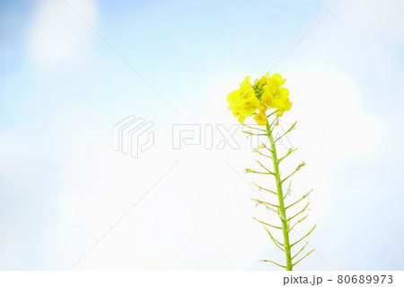 青空と菜の花 80689973